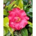 Camellia Midnight Red 1 Plants Flowering Japonica Shade Flowers